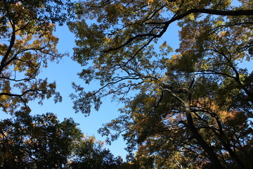 秋の風景　紅葉の木