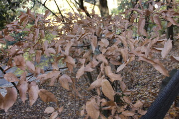 秋の風景　枯れ葉の枝