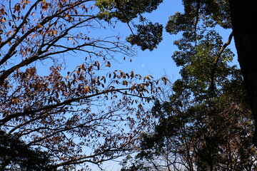 秋の風景　紅葉の木