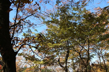秋の風景　紅葉の木