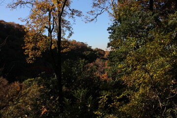 Fototapeta premium 秋の風景 紅葉の木