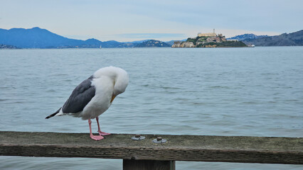 Seagull on pier 39. San Francisco.