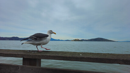Seagull on pier 39. San Francisco.