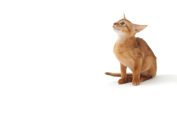 ginger purebred kitten sits on an isolated white background