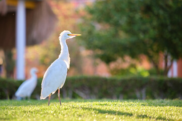 White cattle egret wild bird, also known as Bubulcus ibis walking on green lawn in summer