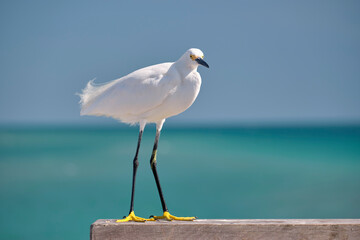 White heron wild sea bird, also known as great egret on seaside in summer