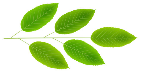 新緑　葉　植物　アイコン