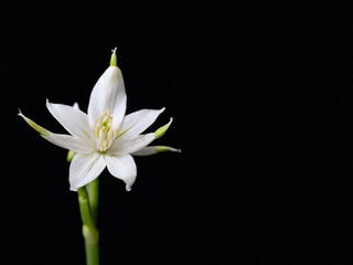 white lily on black background