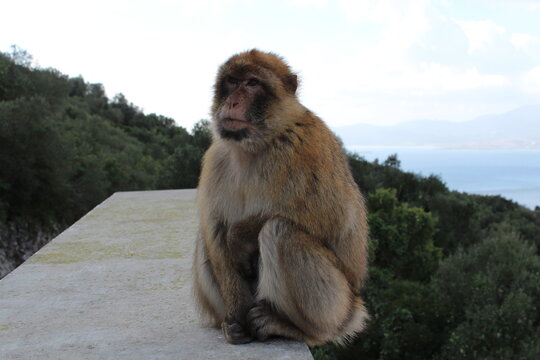 Barbary macaque in Gibraltar