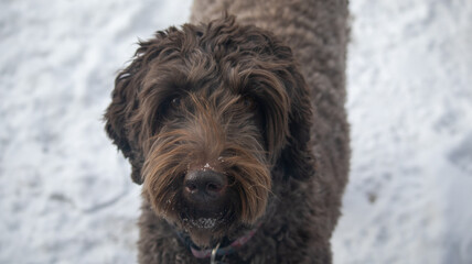 close up of a dog