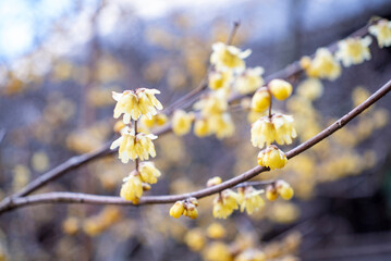 鎌倉　妙本寺の１月２