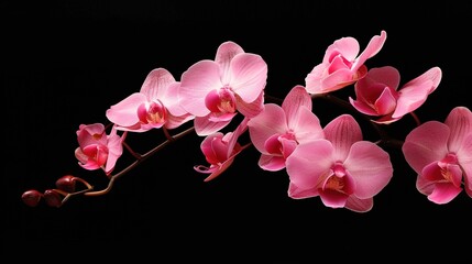 Orchid flower blossom isolated on the black background, generative ai
