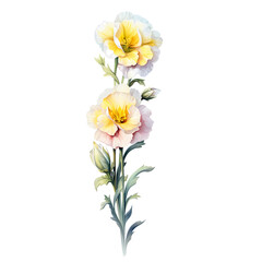 Birth Month Flowers February Primrose  transparent background PNG