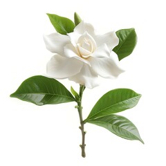 Naklejka premium gardenia flower white background isolated, generative ai