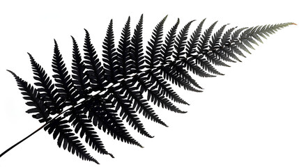 Fern plant silhouette on white background, copy space, generative ai