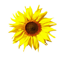 Sunflower are isolated on a transparent background with a clipping path. Close-up.