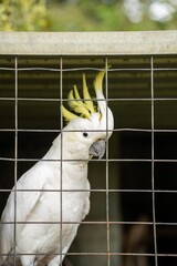 White cockatoo and corella perched in a gum tree in outback Australia. Native Australian birds in a...
