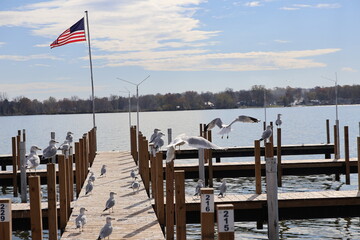 Wooden dock in the Marina over the lake in the winter. Taken over by seagulls. 
