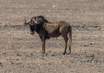 African antelope from the wildebeest genus, Namibia