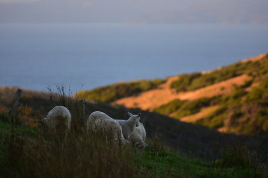 Sheep grazing on coastal hills of northern Coromandel Peninsula with sun lit slope and grey sea in background. Location: Fletcher Bay New Zealand