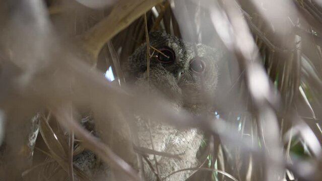 Collared scops owl, adult, and owlet on the nest, close-up and slow-motion