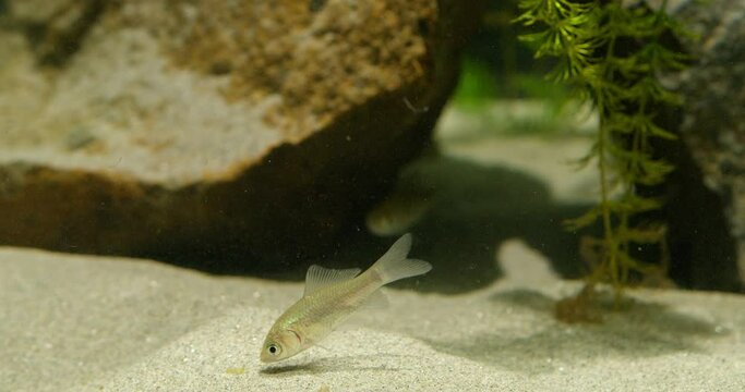 Adorable pet fish sucking food above sand in aquarium