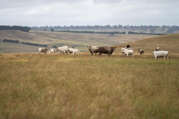 mustering a herd of cattle, of stud wagyu cows and bull in a sustainable agriculture field in summer. fat cow in a field. mother cow with baby