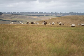 Fototapeta na wymiar herding a herd of cattle on a farm in australia holistic farming on a sustainable agricultural farm growing beef cattle on a farm