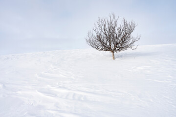 Fototapeta na wymiar A lone birch tree in a wintry landscape in Lapland