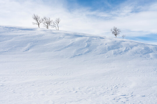 Downy birches on a hill in a wintry landscape with beautiful texture on the snow