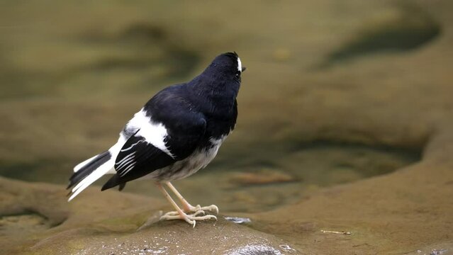 Little Forktail in the water searching for food, slow motion
