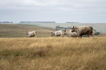 mustering a herd of cattle, of stud wagyu cows and bull in a sustainable agriculture field in...