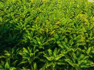 Aerial view oil palm plantation tree forest