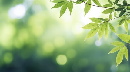 Fototapeta premium Lush green leaves under a canopy of trees with dappled sunlight creating a bokeh effect.