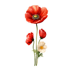 Fototapeta premium Birth Month Flowers August Poppy transparent background PNG