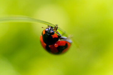 Macro insects and butterflies around the garden.