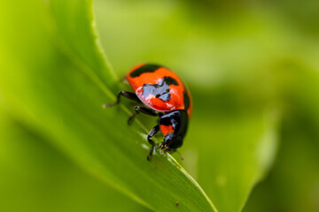 Macro insects and butterflies around the garden.