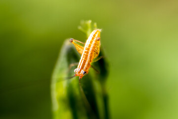 Macro insects and butterflies around the garden.