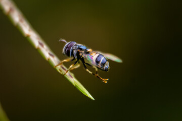 Macro insects and butterflies around the garden.