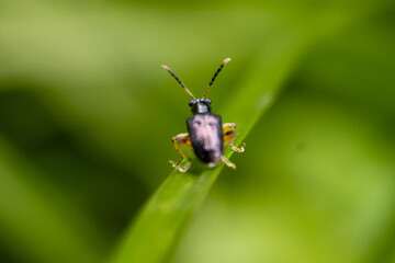 Macro insects and butterflies around the garden.