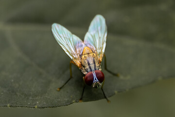 Macro insects and butterflies around the garden.