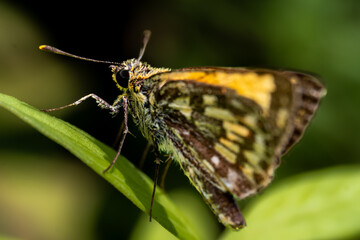 Obraz premium Macro insects and butterflies around the garden.