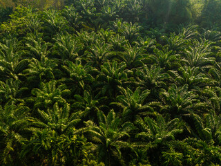 Aerial view oil palm plantation tree forest
