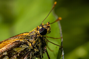 Macro insects and butterflies around the garden.