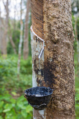 Para rubber tree foreset harvest latex tropical rainforest