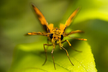 Macro insects and butterflies around the garden.