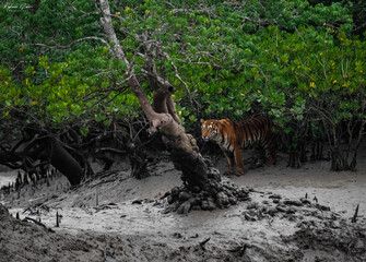 tiger in the mangroves