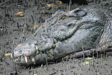 Crocodile in the everglades