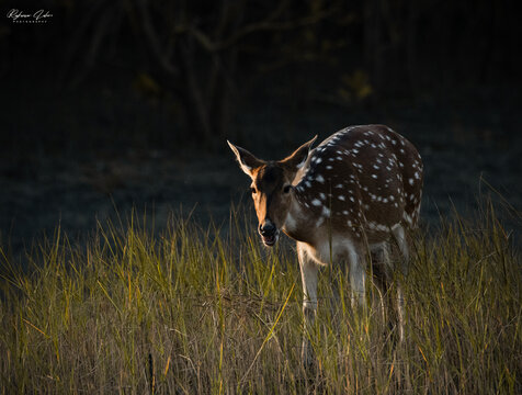 deer in the woods