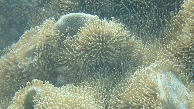 大きな珊瑚のオオウミキノコのアップ